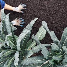 Load image into Gallery viewer, Oly Mountain Fish Compost